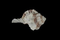 藏品(秀美象法螺)的圖片